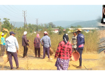 मुरुड पंचक्रोशीत भातकापणीला वेग