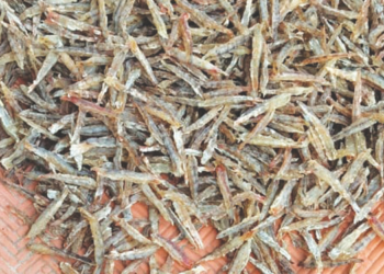 कोलंबी सोडे मार्केटमध्ये दाखल