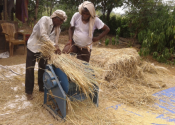 भात झोडणीसाठी यंत्राचा आधार