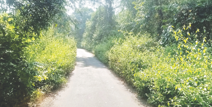 झाडाझुडुपांचा विळखा हटविणार कधी?