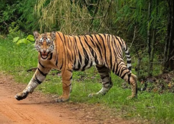 वाघाच्या हल्ल्यात महिला ठार