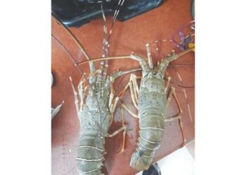 शेवंड मासळीचा हंगाम डिसेंबरपासून