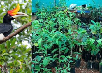 धनेशचे अस्तित्व कायम ठेवण्यासाठी विशेष उपक्रम