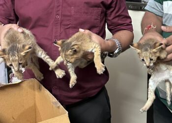 रान मांजरांच्या पिल्लांना जीवनदान