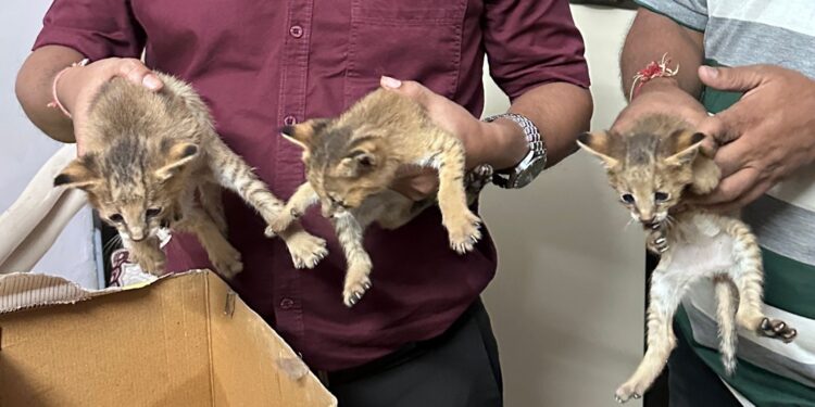 रान मांजरांच्या पिल्लांना जीवनदान