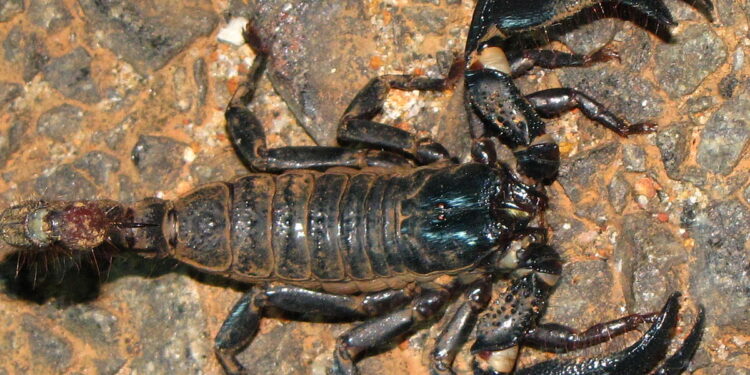 महिनाभरात चाळीस जणांना विंचूदंश