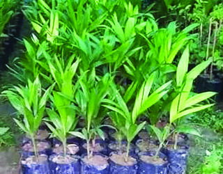 श्रीवर्धनच्या रोठा सुपारीचे उत्पादन वाढणार