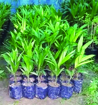 श्रीवर्धनच्या रोठा सुपारीचे उत्पादन वाढणार