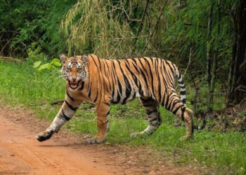 वाघाचा बकरीवर हल्ला