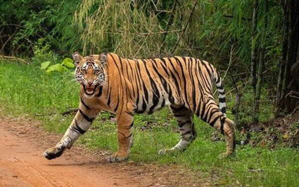 वाघाचा बकरीवर हल्ला