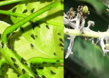 फूलकीड नियंत्रणासाठी आंबा बागांमध्ये प्रयोग