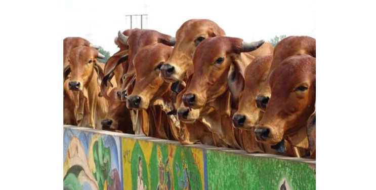 रत्नागिरी जिल्ह्यात पशुगणनेला प्रारंभ