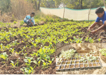 जिल्ह्यातील शेतकरी लागले कामाला
