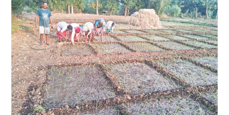 कांदा उत्पादकांना मिळणार उभारी