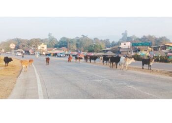 मोकाट गुरांमुळे अपघाताचा धोका