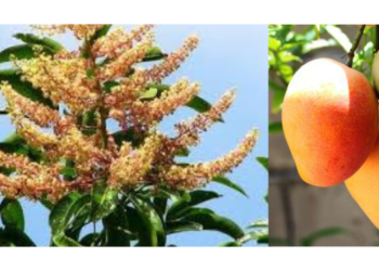 म्हसळ्यातील आंबा बाजारात उशिरा