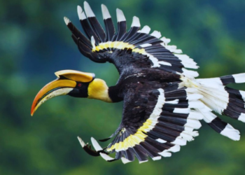 ‘धनेश’ वाचविण्यासाठी निसर्गप्रेमी एकवटले