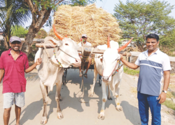 वैरण साठविण्यासाठी शेतकर्‍यांची लगबग