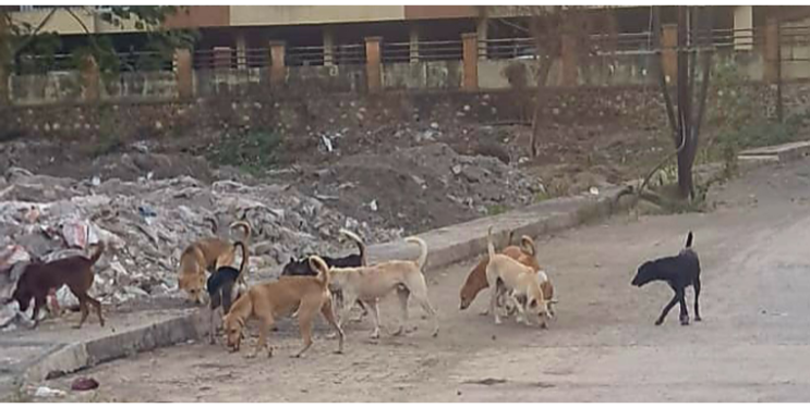 शहरात भटक्या कुत्र्यांची दहशत