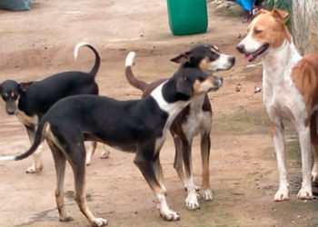 मुरुड तालुक्यात भटक्या कुत्र्यांची दहशत