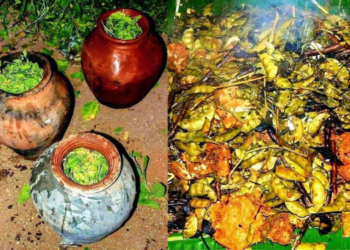 रायगडातून पोपटीचा घमघमाट