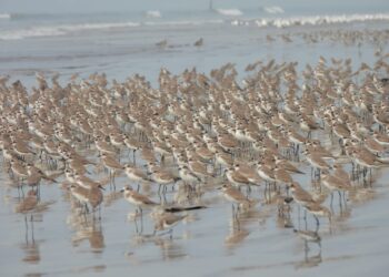 देशी व विदेशी स्थलांतरित पाहुण्यांचा किलबिलाट