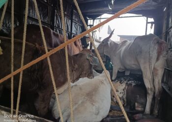 कत्तलीसाठी नेणार्‍या गुरांची सुटका