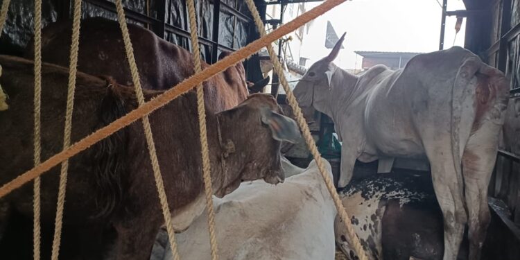 कत्तलीसाठी नेणार्या गुरांची सुटका