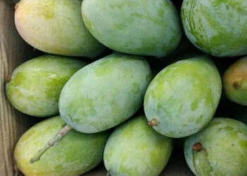 केसर आंब्यांनी साधला मुहूर्त