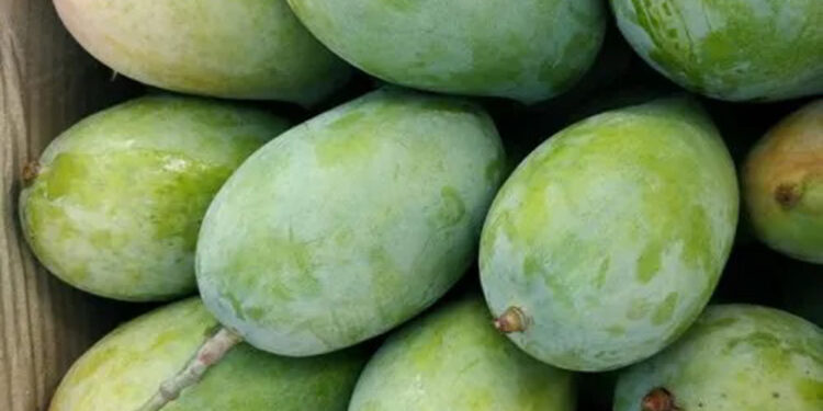 केसर आंब्यांनी साधला मुहूर्त