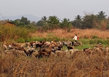 अलिबागेत मेंढपाळांची भटकंती सुरू