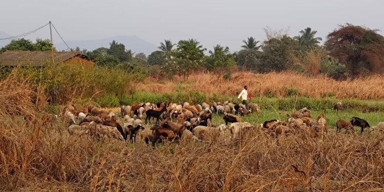 अलिबागेत मेंढपाळांची भटकंती सुरू