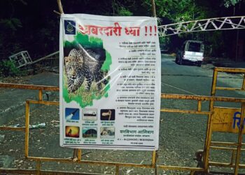 खारघर टेकडीवर बिबट्याचे दर्शन?