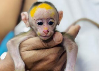 वन कर्मचार्‍यांच्या चुकीमुळे माकडाचे पिल्लू दगावले