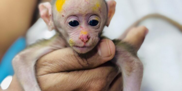 वन कर्मचार्‍यांच्या चुकीमुळे माकडाचे पिल्लू दगावले