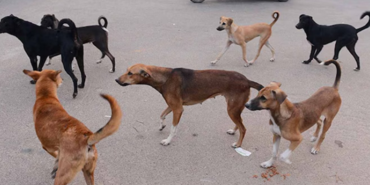 भटक्या श्‍वानांना देणार रेबीजचे डोस