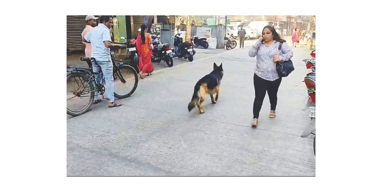 अखेर जर्मन शेफर्ड सापडला