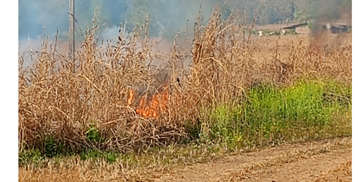 रोह्यात वणव्याने उडाला हाहाकार