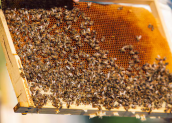 मधमाशा पालनातून आर्थिक विकास