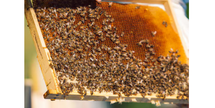 मधमाशा पालनातून आर्थिक विकास