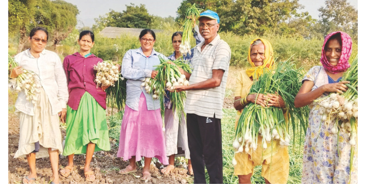 अलिबागचा पांढरा कांदा लवकरच बाजारात