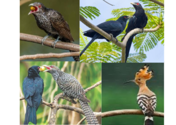 पक्ष्यांच्या किलबिलाटाने रान बहरले