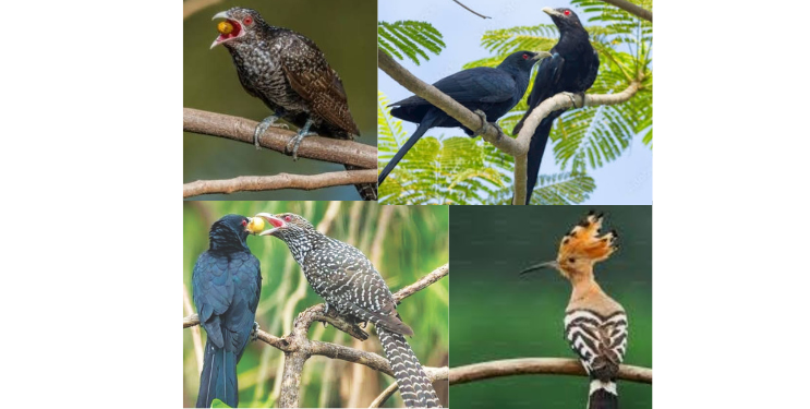 पक्ष्यांच्या किलबिलाटाने रान बहरले