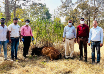 फणसवाडीत सात गुरे दगावली