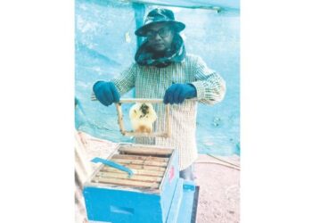 गुळसुंदेत सातेरी मधमाशी पालन