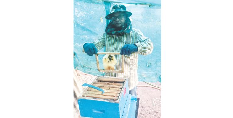 गुळसुंदेत सातेरी मधमाशी पालन