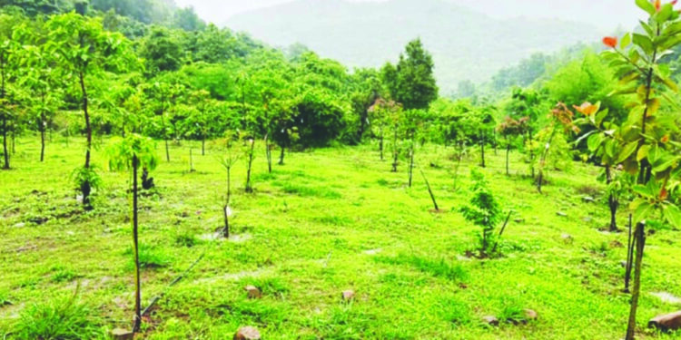 वन क्षेत्राला अतिक्रमणाचा विळखा