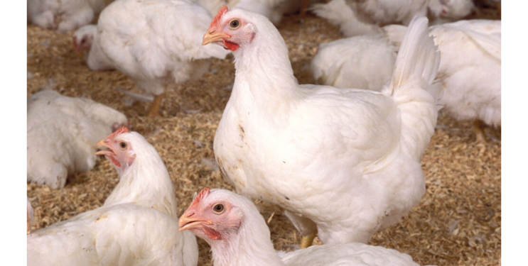 कोंबडी, मटण विक्रीला बंदी