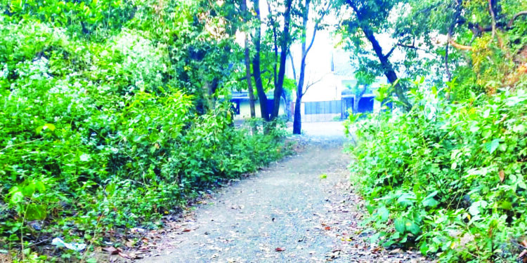 परदेशी रानमोडीने रान मोडले