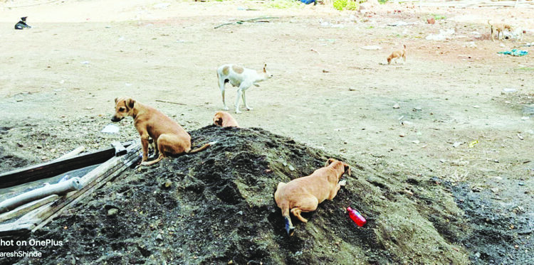 भटक्या श्‍वानांमुळे नागरिक हैराण